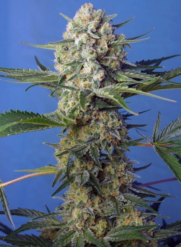 Crystal Candy F1 Fast Version feminisierte Cannabissamen