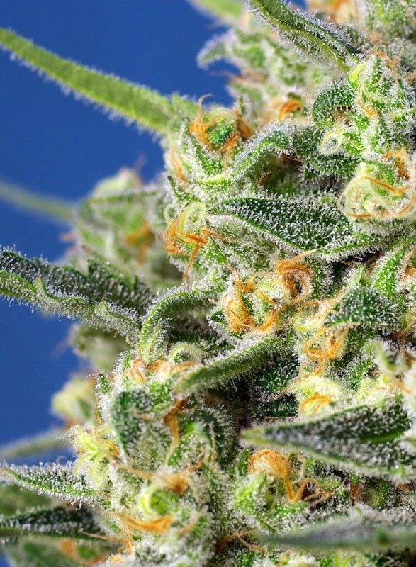 Sweet Seeds Crystal Candy F1 Fast Version Feminisierte Hanfsamen 