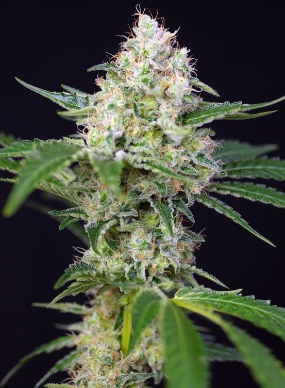 Sweet Seeds Crystal Candy Feminisierte Hanfsamen