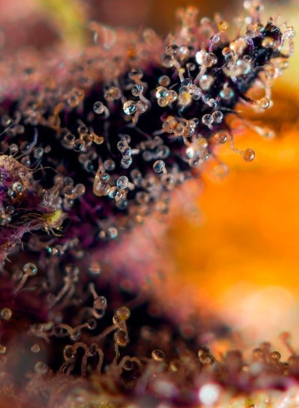 Sweet Seeds Dark Devil Auto automatic Hanfsamen