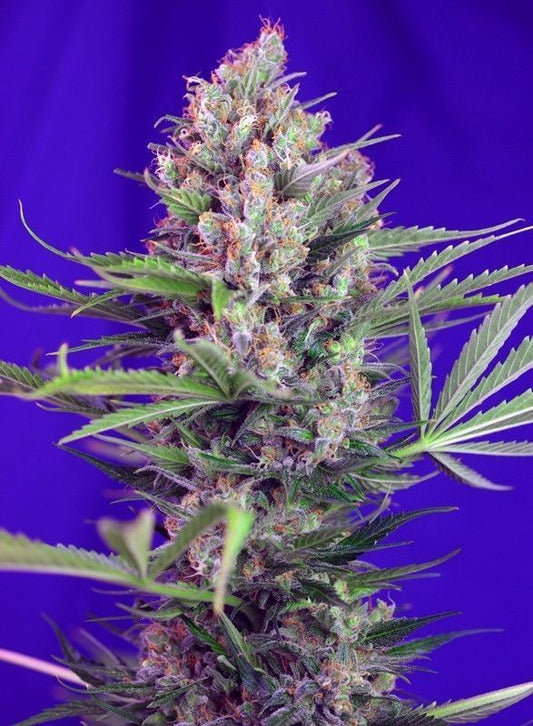 Cream Mandarine F1 Fast Version feminisierte Cannabissamen