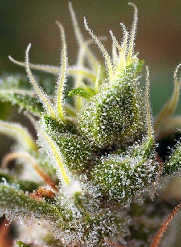 Sweet Gorilla Girl F1 Fast Version Feminisierte Hanfsamen 