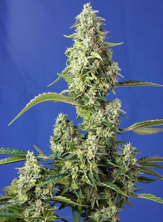 Gorilla Girl XL Automatic Cannabissamen