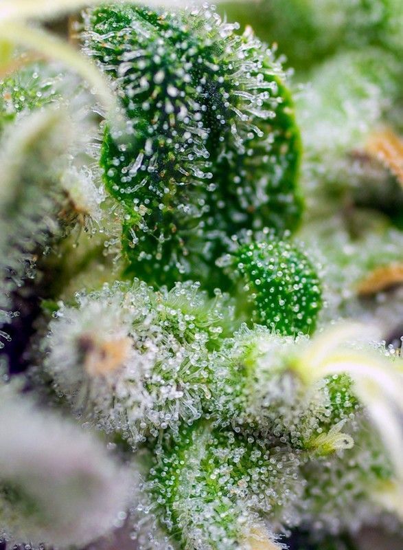 Sweet Seeds Gorilla Girl XL automatic Hanfsamen