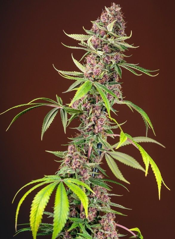 Red Mandarine F1 Fast Version feminisierte Cannabissamen