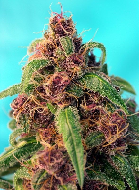 Sweet Seeds Red Mandarine F1 Fast Version Feminisierte Hanfsamen 