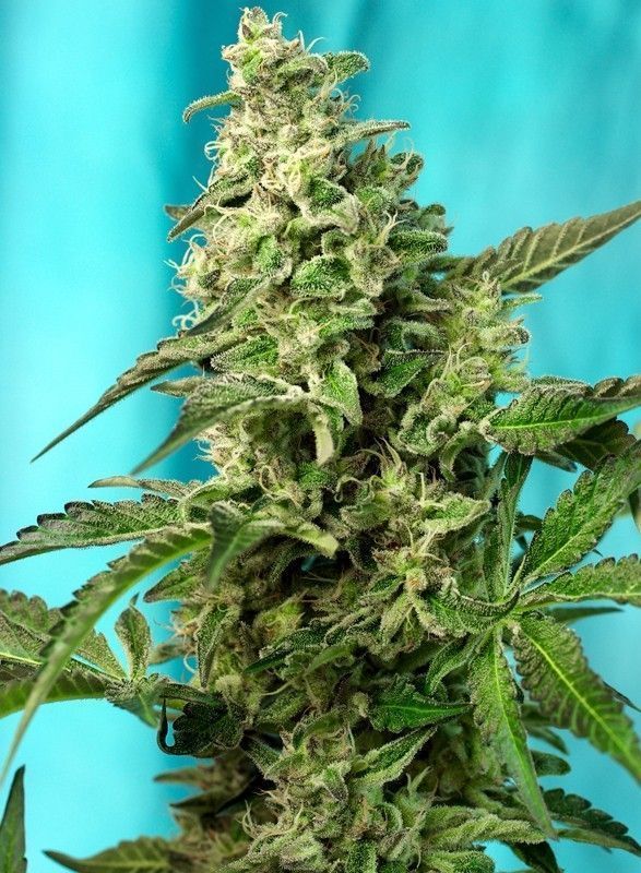 Green Poison F1 Fast Version feminisierte Cannabissamen