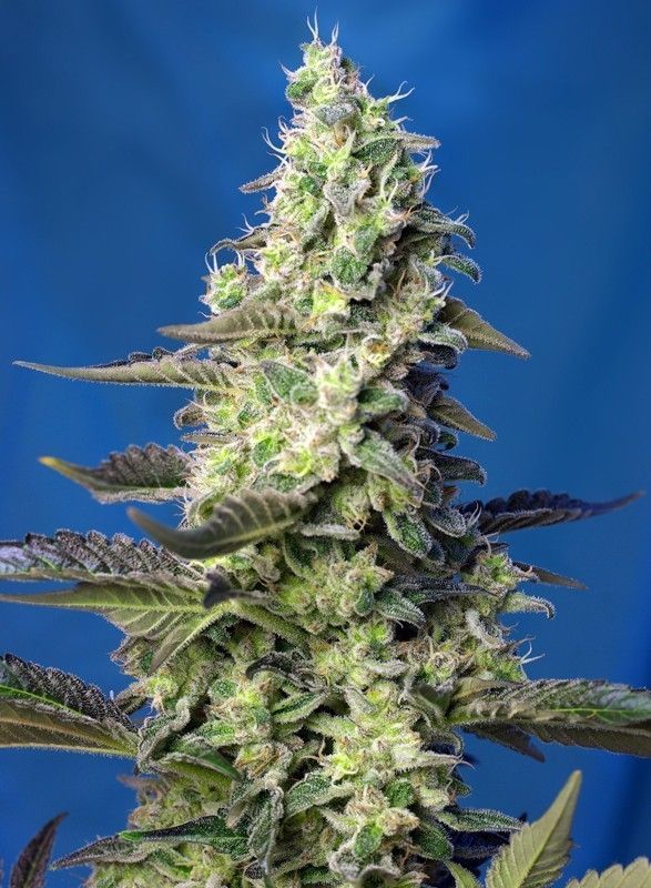Green Poison XL Automatic Cannabissamen