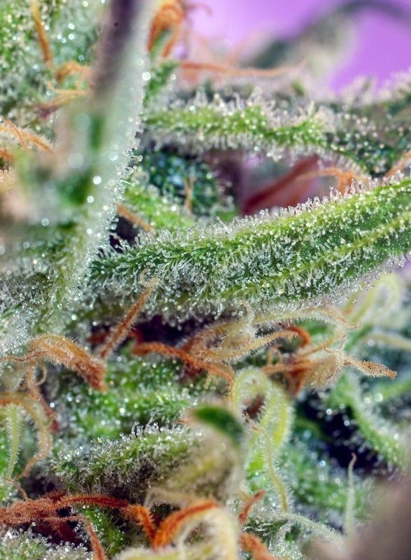 Sweet Seeds Jack 47 Feminisierten Hanfsamen