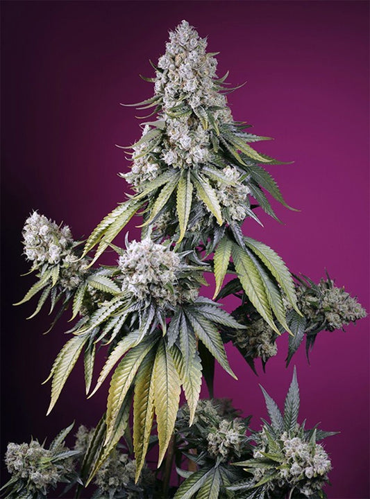 Jealousy Z XL Automatic Cannabissamen