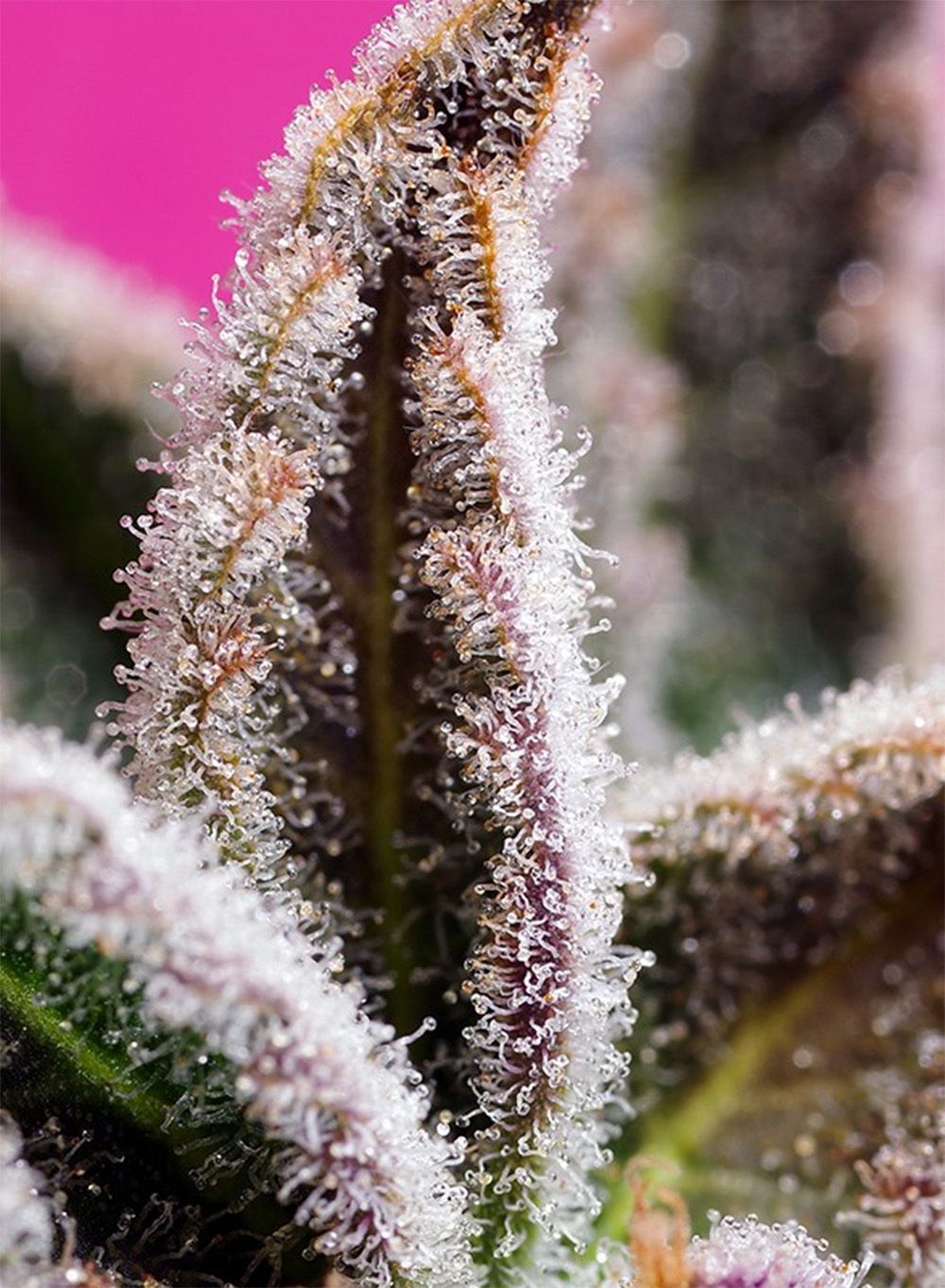 Sweet Seeds Jealousy Z XL Automatic Hanfsamen Cannabisblüte