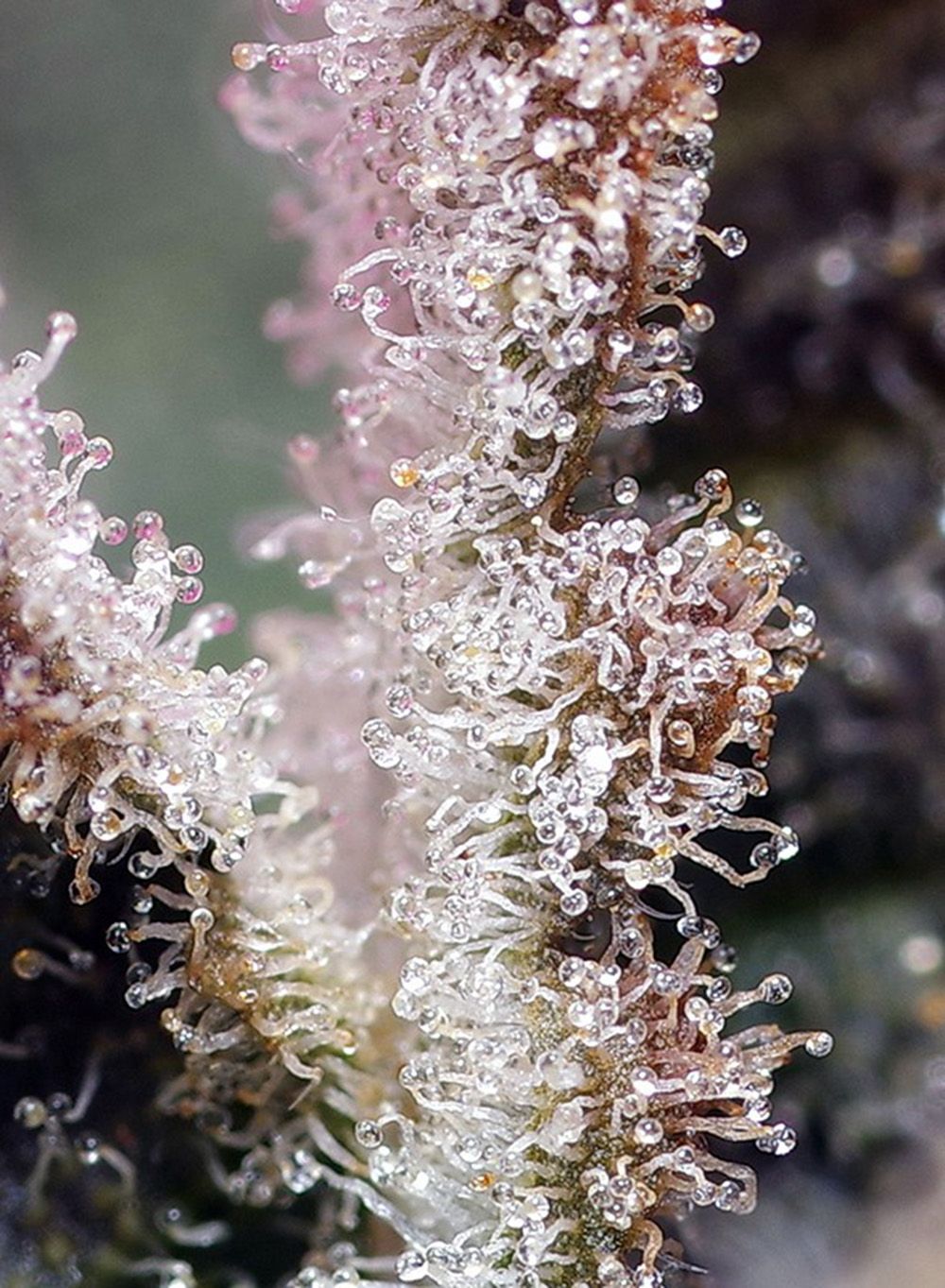 Sweet Seeds Jet Fuel Mandarine XL  Automatic Hanfsamen Cannabisblüte