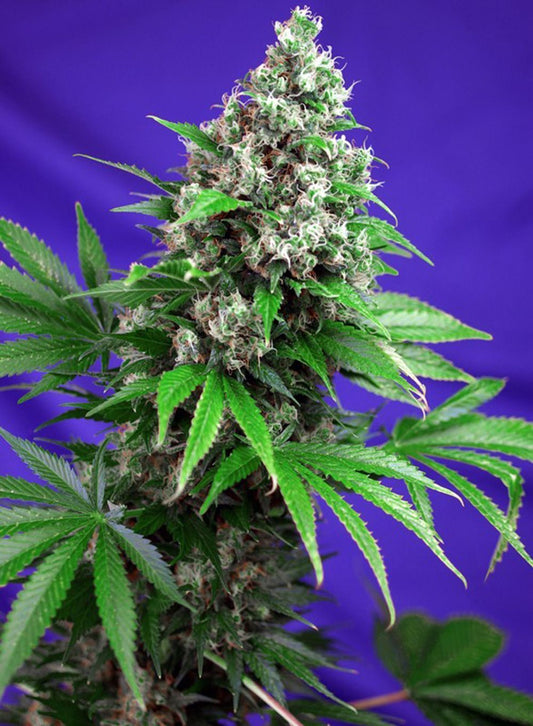 Killer Kush F1 Fast feminisierte Cannabissamen