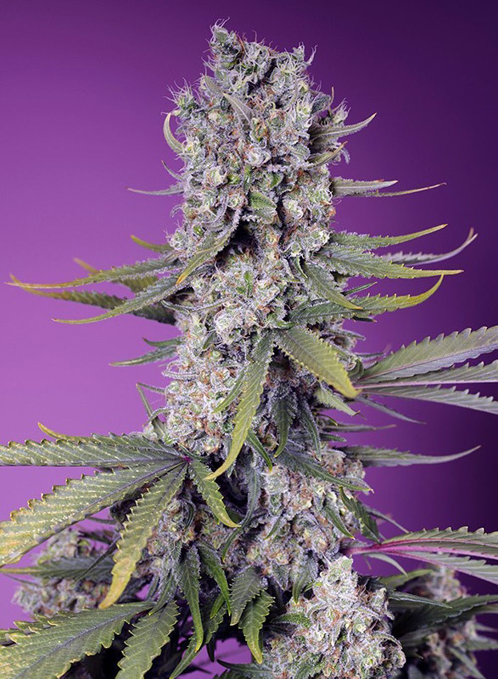 Sweet Seeds Papaya Zoap F1 Fast Feminisierte Hanfsamen Cannabisblüte