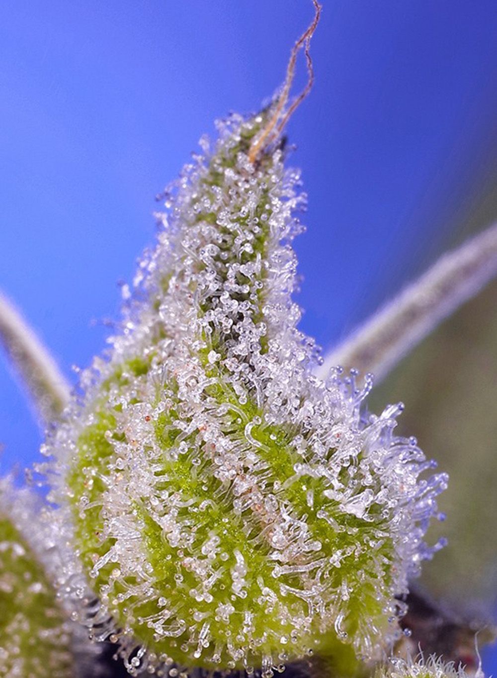 Sweet Seeds Permanent Jealousy XL Automatic Hanfsamen Cannabisblüte