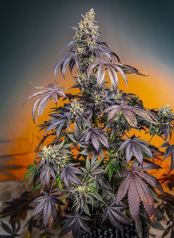 Red Gorilla Girl XL Automatic Cannabissamen