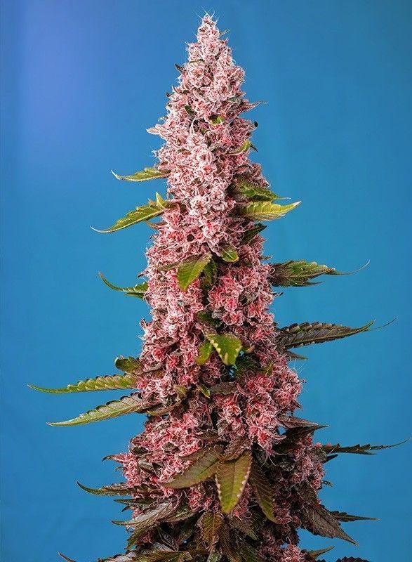 Red Hot Cookies feminisierte Cannabissamen
