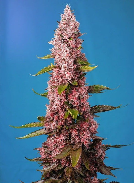 Red Hot Cookies feminisierte Cannabissamen