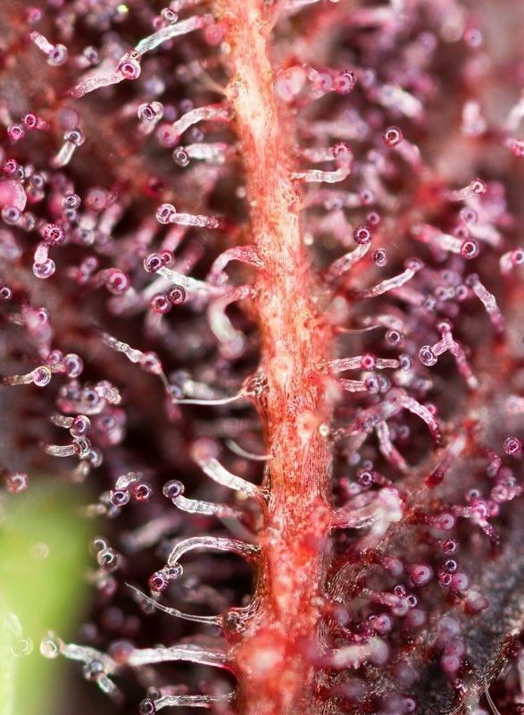 Sweet Seeds Red Hot Cookies feminisierte Hanfsamen