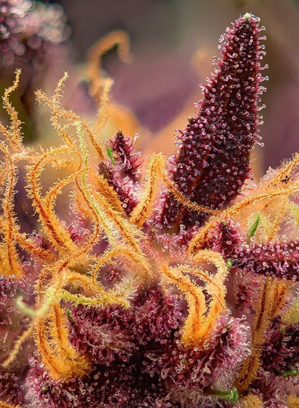 Sweet Seeds Red Mimosa XL automatic Hanfsamen