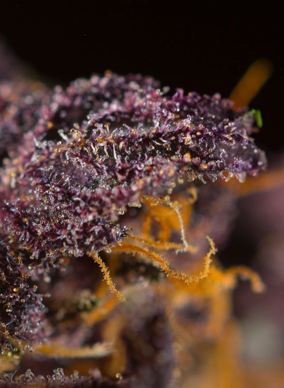 Sweet Seeds Red Poison automatic Hanfsamen