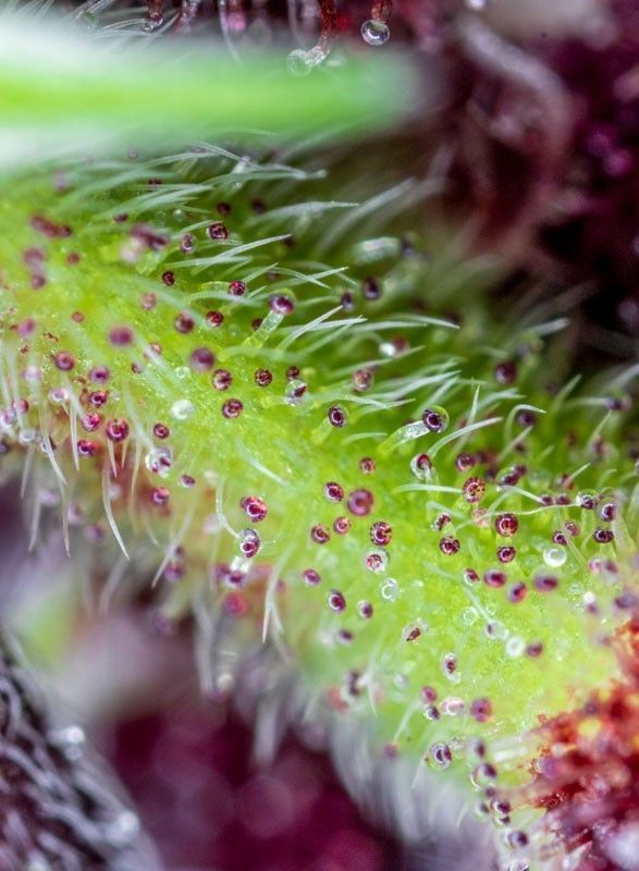 Sweet Seeds Red Pure CBD automatic Hanfsamen