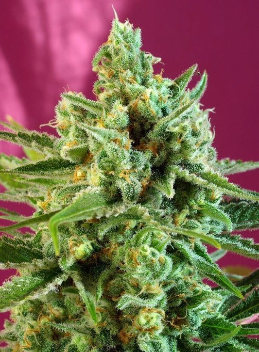 S.A.D. Sweet Afgani Delicious CBD feminisierte Cannabissamen
