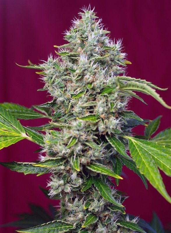 San Fernando Lemon Kush feminisierte Cannabissamen