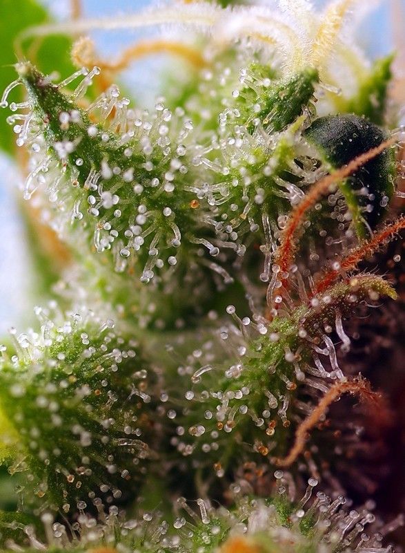 Sweet Seeds Skywalker OG Runtz XL automatic Hanfsamen