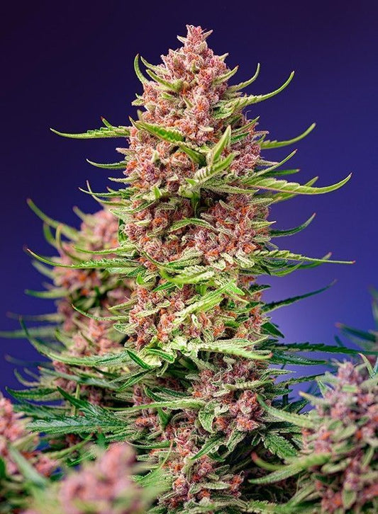 Strawberry Cola Sherbet F1 Fast Version feminisierte Cannabissamen