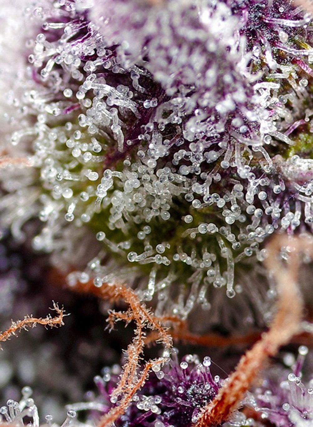 Sweet Seeds Studio 54 Stardust Automatic Hanfsamen Cannabisblüte