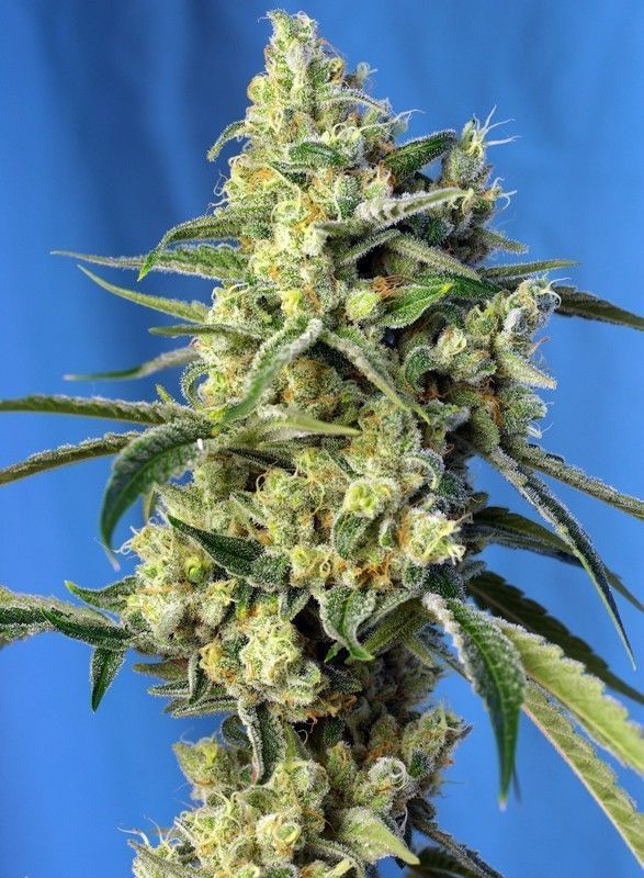 Sweet Amnesia Haze feminisierte Cannabissamen