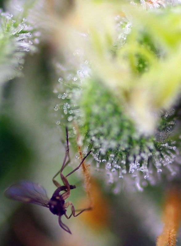 Sweet Seeds Sweet Amnesia Haze XL automatic Hanfsamen