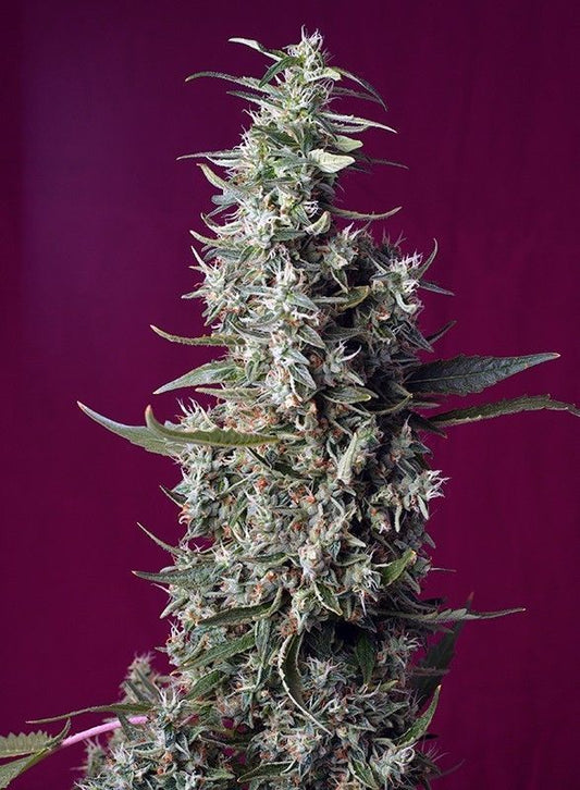 Sweet Cherry Pie feminisierte Cannabissamen