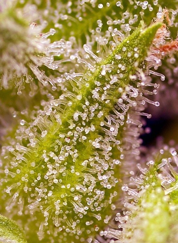 Sweet Seeds Sweet Cherry Pie Feminisierte Hanfamen