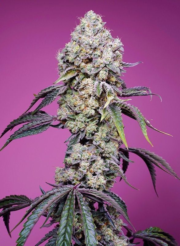 Sweet Mandarine Zkittlez F1 Fast Version feminisierte Cannabissamen
