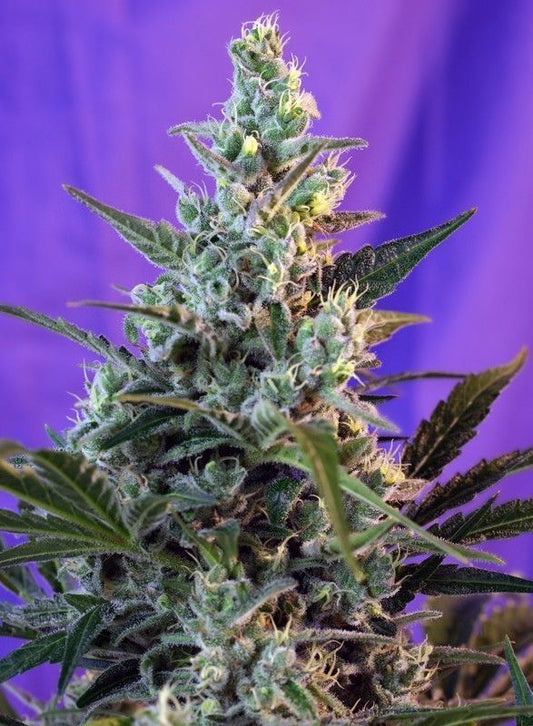 Sweet Skunk Automatic Cannabissamen