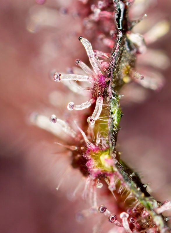 Sweet Seeds Tropicanna Poison F1 Fast Version Feminisierte Hanfsamen