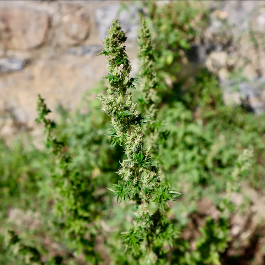 Feral Fuel ABC reguläre Cannabissamen