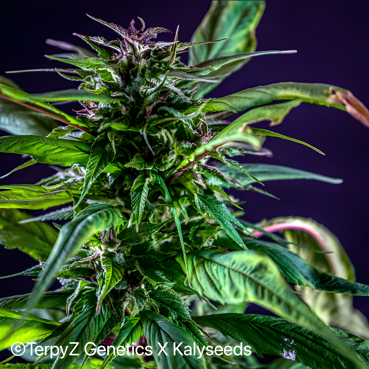 Blueberry Lime Kush AD reguläre Cannabissamen