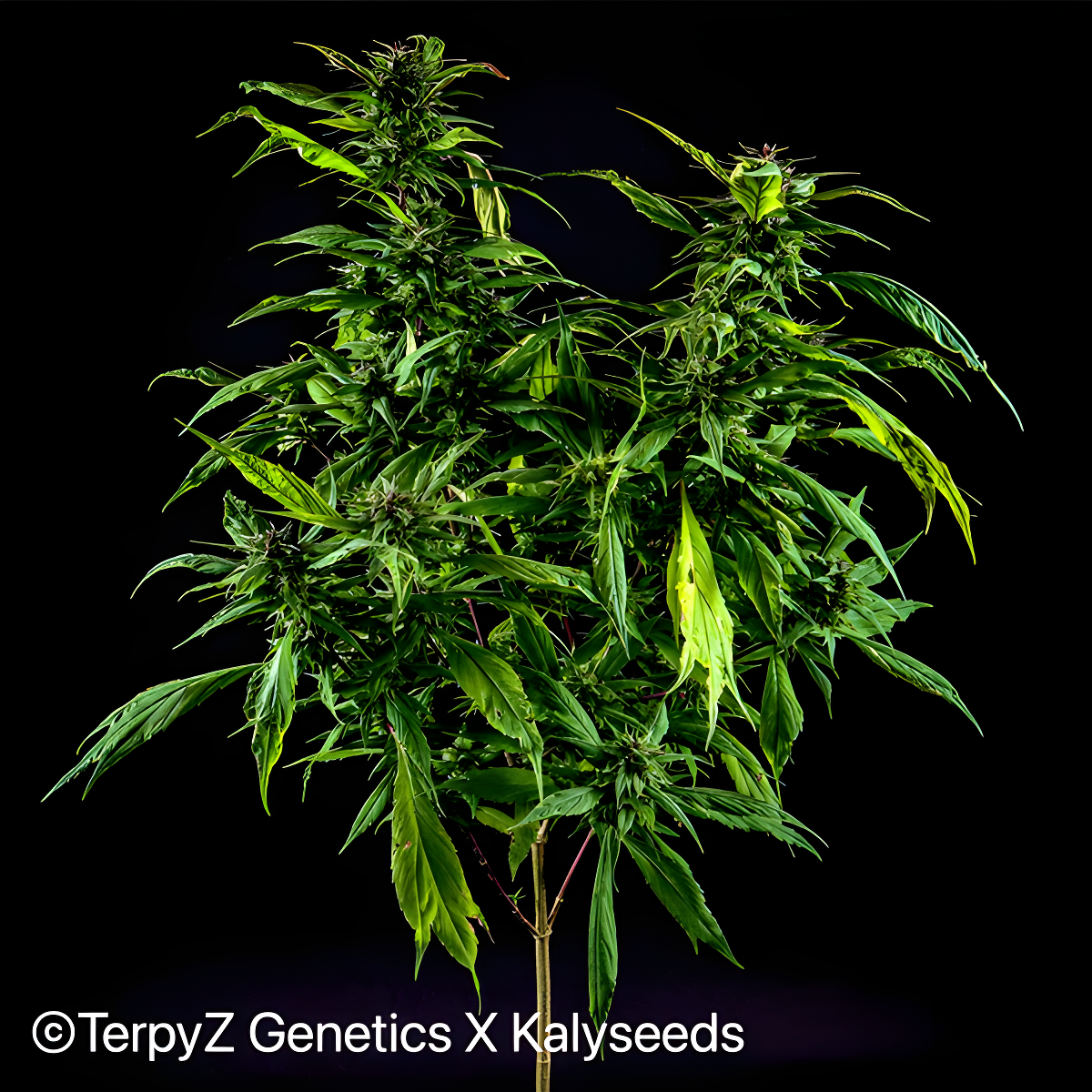 TerpyZ Mutant Genetics Blueberry Lime Kush AD Reguläre Hanfsamen
