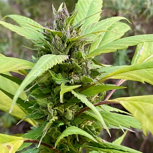 Bubblegum GPP reguläre Cannabissamen