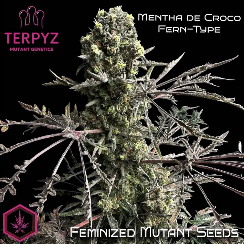 Terpyz Mutant Genetics Mentha de Croco Fern BX1 F2  Feminisierte Hanfsamen