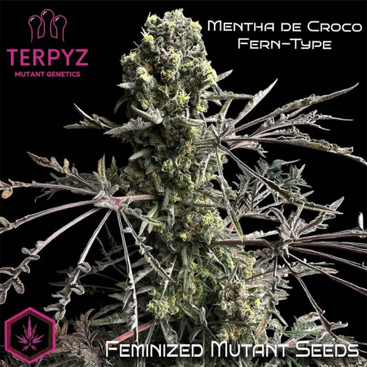 Terpyz Mutant Genetics Mentha de Croco Fern BX1 F2  Feminisierte Hanfsamen