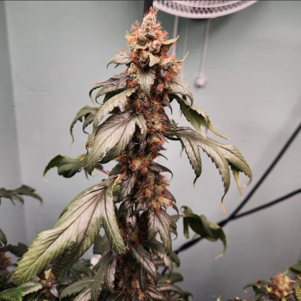 Pink Nova reguläre Cannabissamen