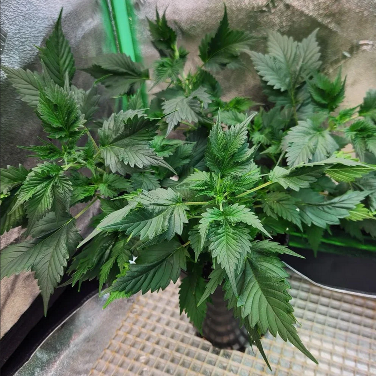 TerpyZ Mutant Genetics Pink Nova Reguläre Hanfsamen