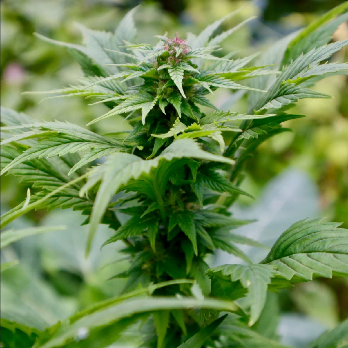 Quackberry Rose reguläre Cannabissamen