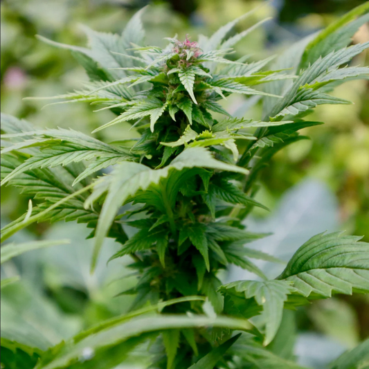 Quackberry Rose reguläre Cannabissamen