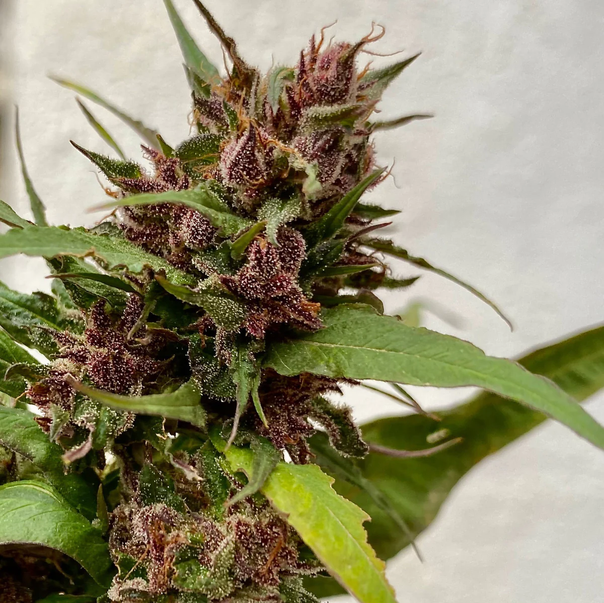 Sour Curry AD reguläre Cannabissamen