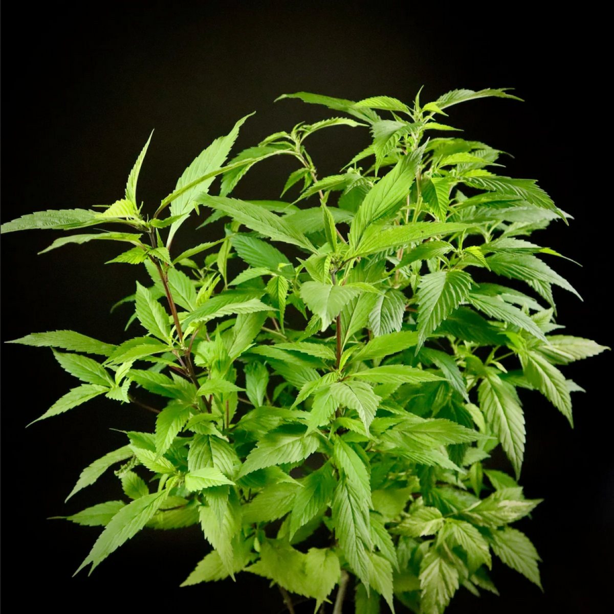 TerpyZ Mutant Genetics Spicy Temptation GPP Reguläre Hanfsamen